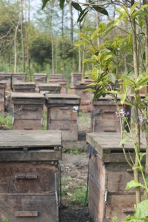 Sichuan-style bee hives. Pretty much like bee hives anywhere else.